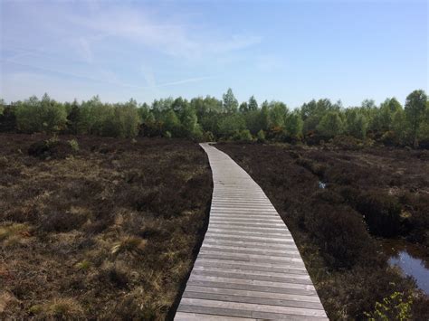 Raised bog boardwalk - The Living Bog