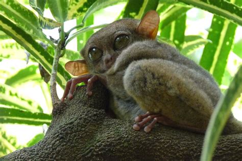 Animals Tropical Rainforest : Tropical Rainforest Animals List - Animal