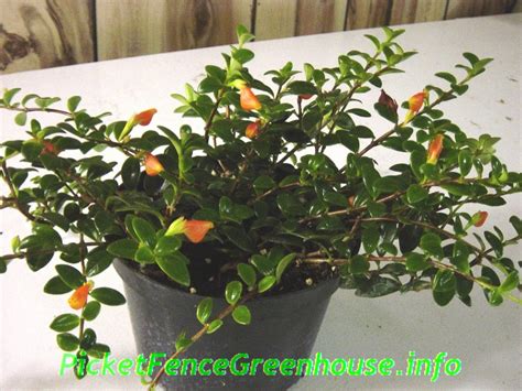 They make excellent houseplants and grow well in hanging baskets and planters. Goldfish Plant Propagation Nematanthus Species is a great ...