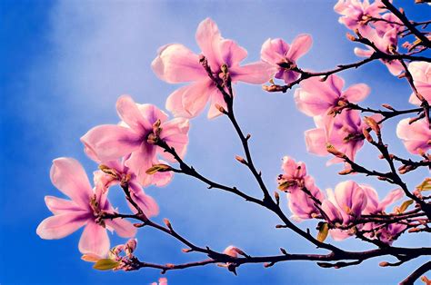Pink Blossoms Hd Wallpaper Background Image 1920x1272