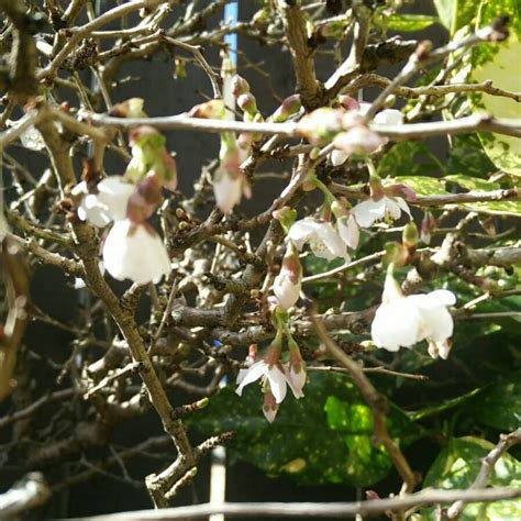 Prunus incisa 'Kojo-no-mai', Flowering Cherry 'Kojo-no-mai ...
