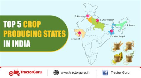 Top 5 Crop Producing States In India Leading Agricultural States