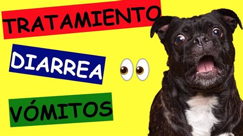 Tratamiento Para Diarrea Y Vomito Amarillo En Perros Youtube