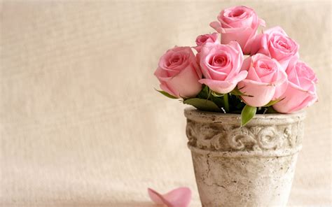 Download Light Pink Roses Wallpaper Gallery