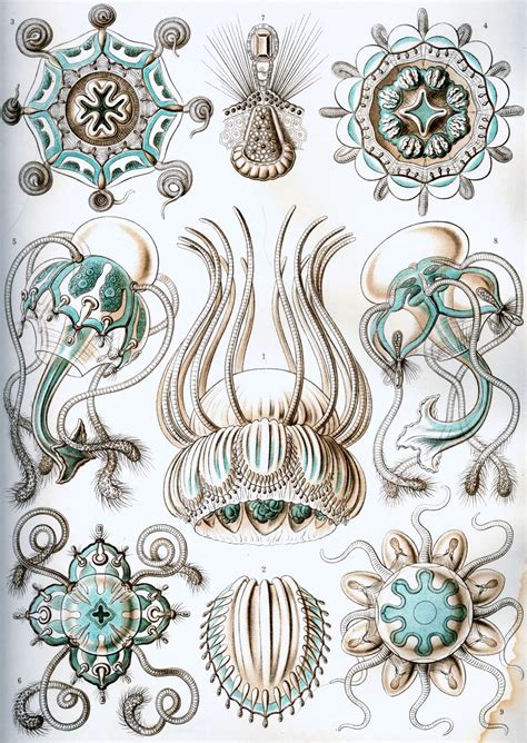 Kings And Pioneers Ernst Haeckel