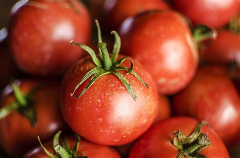Simple Steps For Planting Tomatoes Espoma