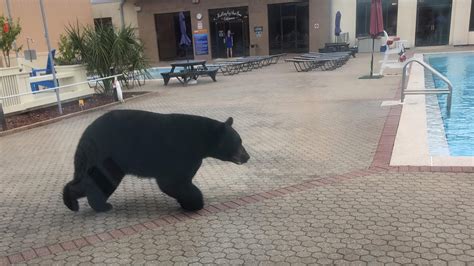 Black Bear Spotted Swimming In Holley By The Sea Pool Prompting Alert