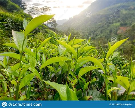 Closeup Image Of Young Green Tea Leaves Growing On Bushes At Tea