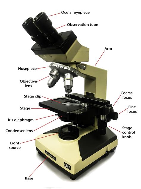 15 Microscopy Biology Libretexts
