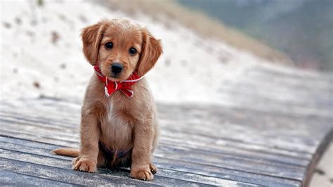 Cute Puppy Pictures Wallpaper Pictures