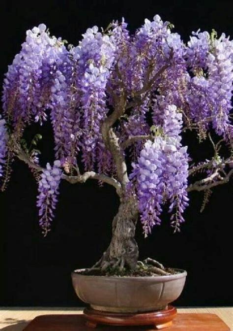 Pin By Jamie Teague On I Love Purple Wisteria Tree Bonsai Tree Types