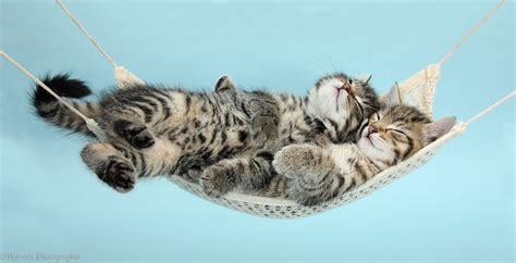 Cute Tabby Kittens Sleeping In A Hammock Photo Wp37058