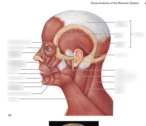 Muscles Of Head And Neck Diagrams And Actions Left Lateral View