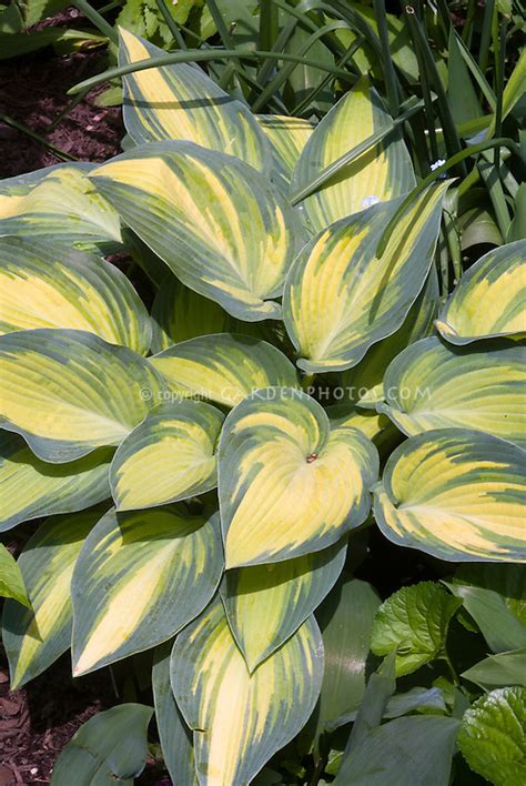 Hosta June Plant And Flower Stock Photography