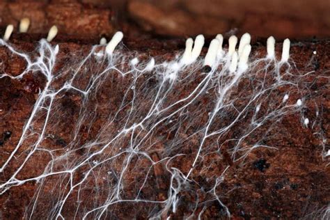 How To Grow Mushroom Mycelium 3 Different Ways Explained