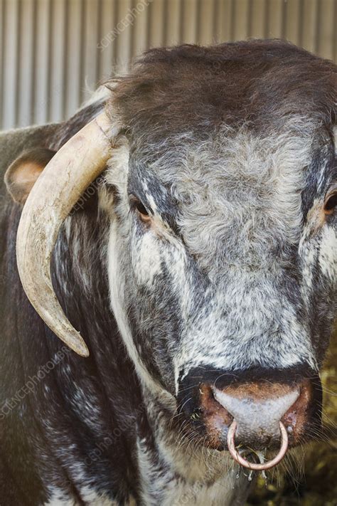English Longhorn Bull With Nose Ring Stock Image F0212376