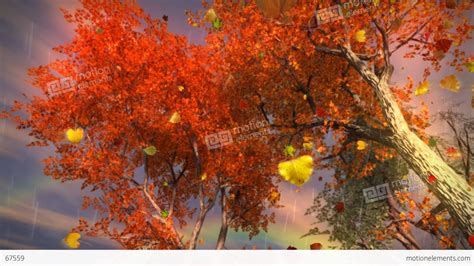1035 Autumn Leaves Falling With Rainbow And Rain Stock