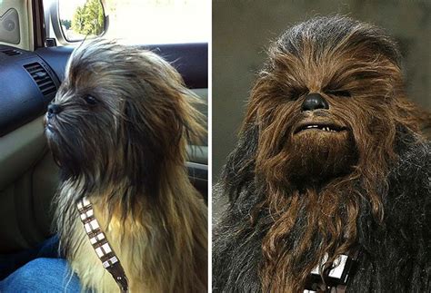20 Dogs That Freakishly Resemble Other Things