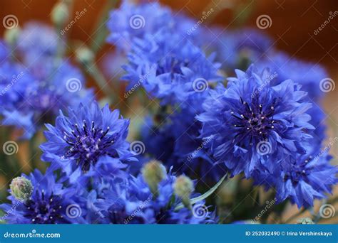 Bouquet Of Wild Blue Cornflowers In A Vase Blurred Floral Background
