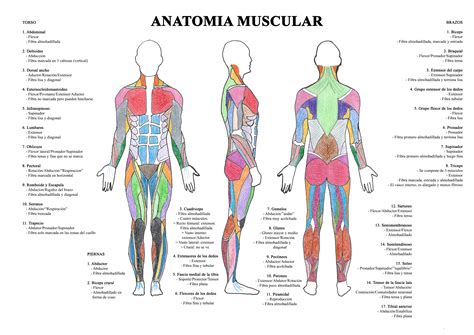 Musculos Sistema Muscular Anatomia Y Fisiologia Humana Mapa Conceptual