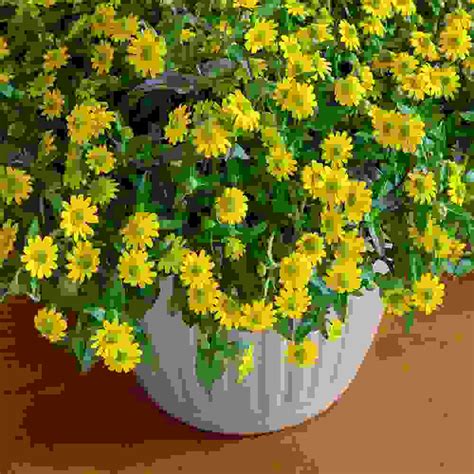 This is a comprehensive guide to growing cactus from seed. Creeping Zinnia Seeds - Sanvitalia Procumbens Ground Cover ...