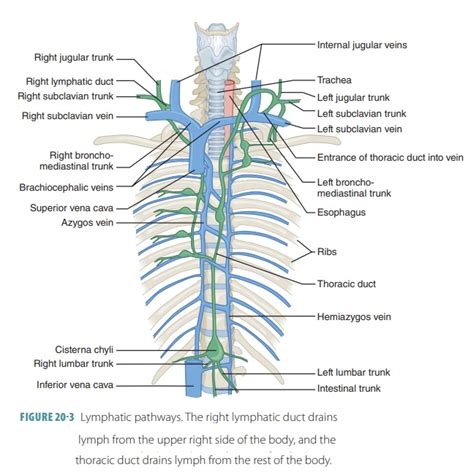 Which Lymphatic Vessels Drain Into The Thoracic Duct Best Drain