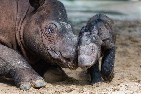 Indonesias Newest Sumatran Rhino Is Doing Just Fine Endangered