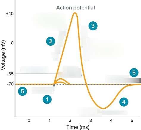 Action Potential Diagram Diagram Quizlet