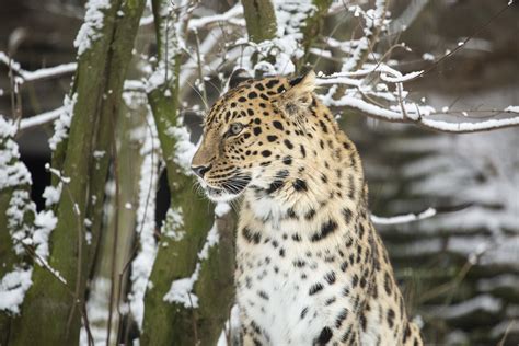 Male Amur Leopard In Snow Picture By Annika Sorjonen 201 Flickr