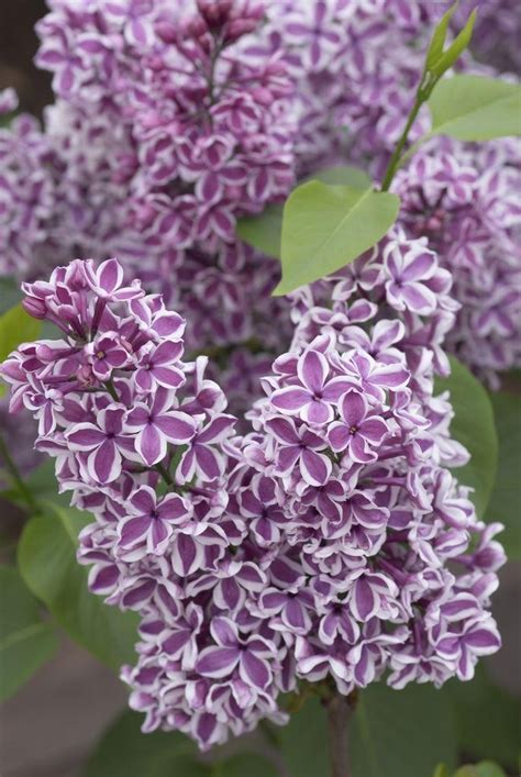 Syringa Vulgaris Sensation Fragrant Picotee Lilac Garden Plants