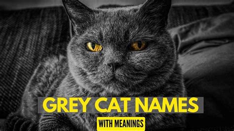 300 Grey Cat Names With Meanings Zippypet