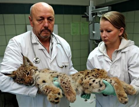 Vets Take Action To Save Polands Lynx