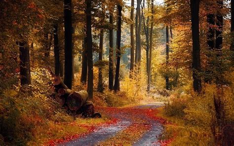 Hd Wallpaper Tree Logs Fall Forest Road Autumn Land Plant