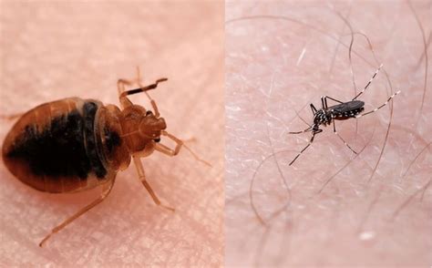 Usually Bedbugs And Mosquito Bites May Appear Similar But There Are Ways To Tell The Difference