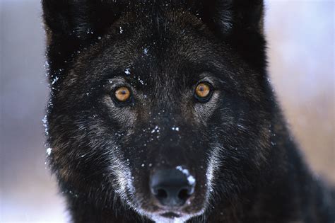 Canis Lupus 101 Wolf Of The Day All Black