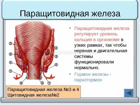 Диета при аденоме щитовидной железы Диета При Аденоме Паращитовидной Железы — Похудение Диета Правильное Диета При Аденоме Паращитовидной Железы — Похудение Диета Правильное Диета при аденоме щитовидной железы