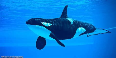 Underwater Killer Whales Orca Whale