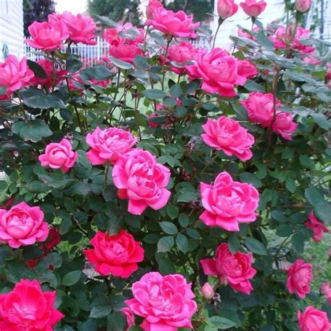 Pink Double Knock Out Rose Add Sweet Pink Color — Plantingtree