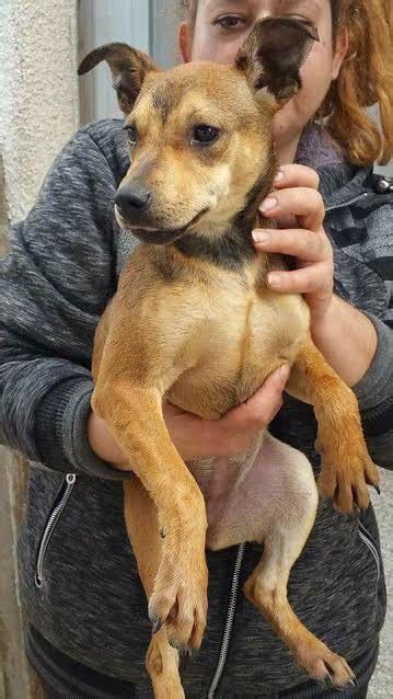 Mya 6 Month Old Female Miniature Pinscher Cross Available For Adoption