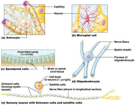Glial Cells Diagram