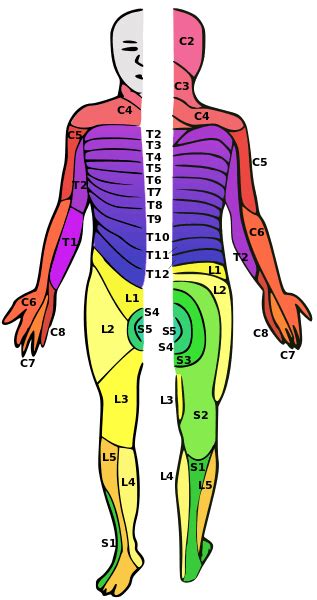 Lumbar Spinal Cord Injury Understanding L1 L2 L3 L4 L5 Sci