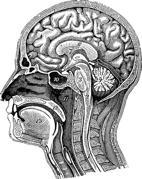 Most are diagrams from old anatomy books. "Anatomical Brain Drawing" Stickers by Zehda | Redbubble