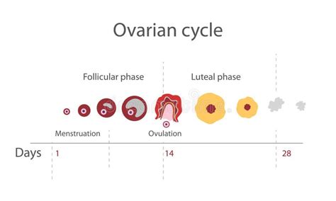 El Ciclo Menstrual Mostrando Las Hormonas De Los Cambios Ilustraci N The Best Porn Website