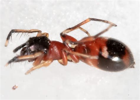 Ant Mimic Jumping Spider Myrmarachne Formicaria Bugguidenet