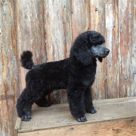 Blue Willow Standard Poodle Puppy Here Is Sonny He Is Going To Be