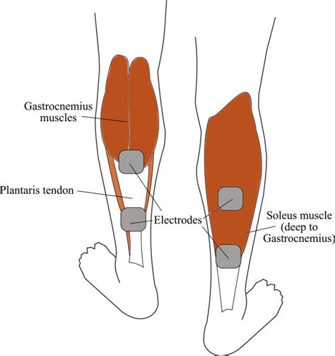 An Illustration Of The Posterior Aspect Of The Legs Showing The