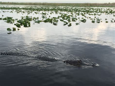 Everything You Need To Know About The Everglades Alligator Tour