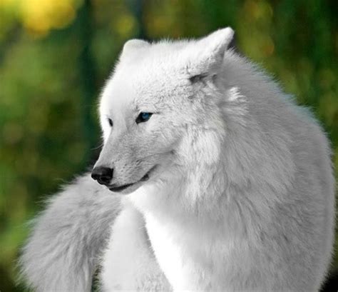 33 Best White Wolves With Bright Blue Eyes Images On Pinterest White