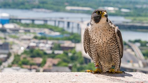 Peregrine Falcon Chesapeake Conservancy