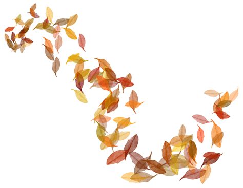 Autumn Leaf Color Transparent Fall Leaves Png Image Png
